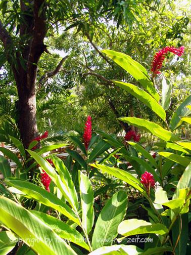 2010 Cuba, Chivirico, Hotel Brisas Sierra Mar, DSC00177b_H555